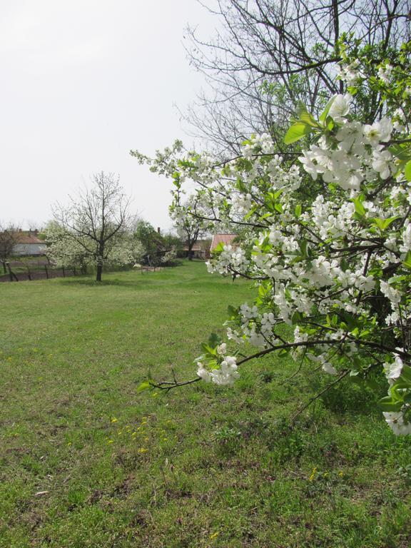 Rigofuetty Vendeghaz Hotel Tiszaalpar Bagian luar foto